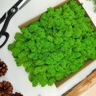 Mech Chrobotek Reniferowy - Fiński - Oczyszczony - Jasnozielony - 500g porost dekoracyjny do kompozycji florystycznych