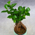 Bonsai Fikus Ficus microcarpa idealny do lasów w szkle D7cm miniaturka figowiec drobnolistny, roślina ozdobna, zielona