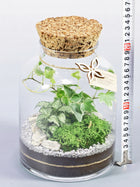 Las w słoiku Las w szkle – gotowa kompozycja z fitonią, hedera i mchem terrarium roślinne, mini ogród, dekoracja do