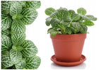 Fitonia do lasu w szkle LAS w słoiku roślinka roślina idealna do kompozycji do terrarium, mini ogródek, żywa dekoracja