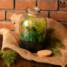 Słoik do lasu w szkle słój do dekoracji szklany duży z korkiem 3l 3000 ml terrarium roślinne, naczynie florystyczne na