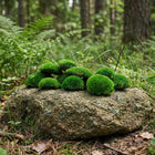 Mech poduszkowy dekoracyjny średni zielony naturalny 130g stabilizowany DIY do stroików, terrarium, kompozycji
