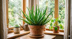 Poduszka Premium Do Spania Aloes AloeVera 70x80 cm Pikowana Antyalergiczna jasiek do łóżka, wypełnienie 950 g