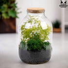 Słoik do lasu w szkle słój do dekoracji szklany duży z korkiem 3l 3000 ml terrarium roślinne, naczynie florystyczne na