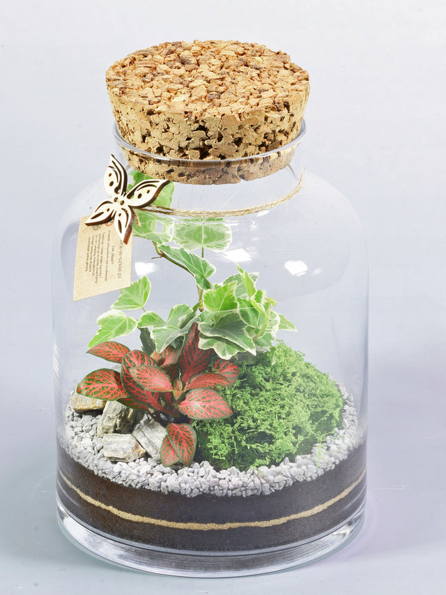 Las w słoiku Las w szkle – gotowa kompozycja z fitonią, hedera i mchem terrarium roślinne, mini ogród, dekoracja do wnętrz, wysokość 21 cm