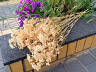 Gipsówka stabilizowana gypsophila suszona bukiet dekoracyjny do wazonu, ozdoba do wnętrz, kwiaty do kompozycji