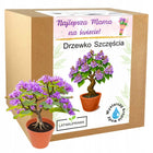 Prezent na Dzień Mamy drzewko szczęścia bonsai prezent dla Mamy na urodziny ozdoba do wnętrza, statuetka z grawerem i