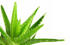Kołdra aloe vera 160x200 aloes medyczna komfortowa całoroczna, poszycie z mikrofazy, wypełnienie poliestrowe