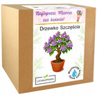 Prezent na Dzień Mamy drzewko szczęścia bonsai prezent dla Mamy na urodziny ozdoba do wnętrza, statuetka z grawerem i