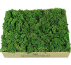 Skrawki mech chrobotek Forest Green Karton 1kg porost reniferowy do dekoracji i kompozycji florystycznych