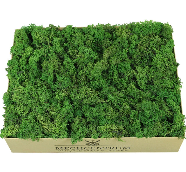 Skrawki mech chrobotek Forest Green Karton 1kg porost reniferowy do dekoracji i kompozycji florystycznych
