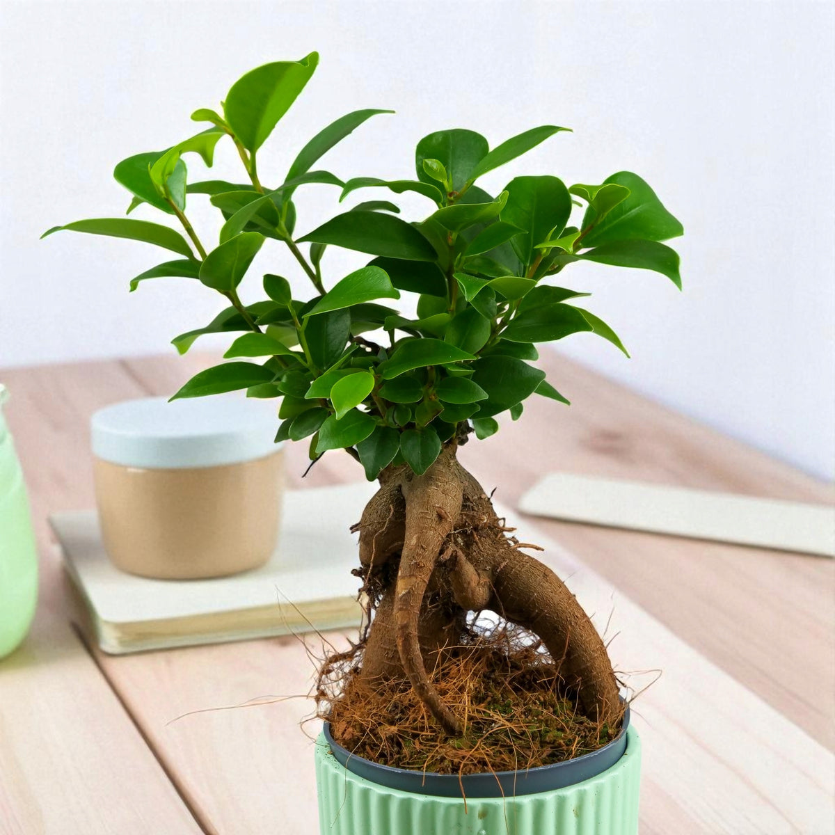 Bonsai Fikus Ficus microcarpa idealny do lasów w szkle D7cm miniaturka figowiec drobnolistny, roślina ozdobna, zielona