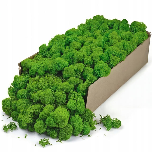 Mech chrobotek reniferowy Stabilizowany Dekoracyjny Naturalny zielony do stroików, florystyki i lasu w słoiku, 200 g, 20 x 30 cm