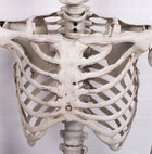 DEKORACJA WISZĄCA SZKIELETOR DUŻY SZKIELET KOSTEK OZDOBA HALLOWEEN 165 CM plastikowy kościotrup, rekwizyt na imprezę