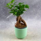 Bonsai Fikus Ficus microcarpa idealny do lasów w szkle D7cm miniaturka figowiec drobnolistny, roślina ozdobna, zielona