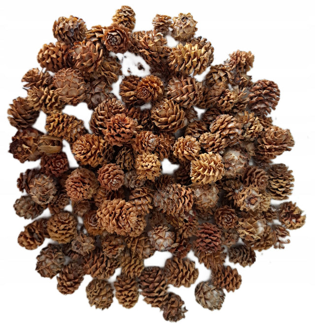 Szyszka modrzewiowa szyszki modrzewiowe modrzew naturalne 130GRAM 100 sztuk