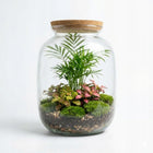 Słoik z pokrywą korkową 33cm idealny do stworzenia LAS w słoiku mikroklimat szklane naczynie florystyczne, terrarium