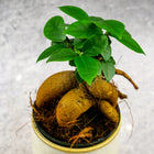 Bonsai Fikus Ficus microcarpa idealny do lasów w szkle D7cm miniaturka figowiec drobnolistny, roślina ozdobna, zielona