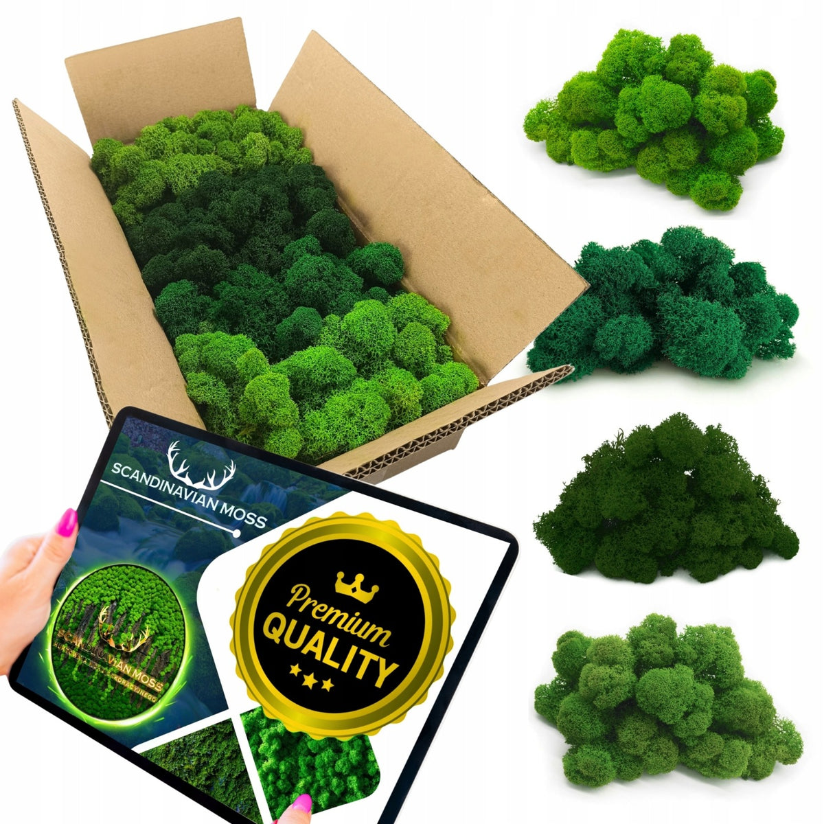 Mech reniferowy chrobotek 500g Dekoracyjny fiński premium mix 4 kolory porost do stroików, kompozycji florystycznych i