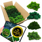 Mech reniferowy chrobotek 500g Dekoracyjny fiński premium mix 4 kolory porost do stroików, kompozycji florystycznych i